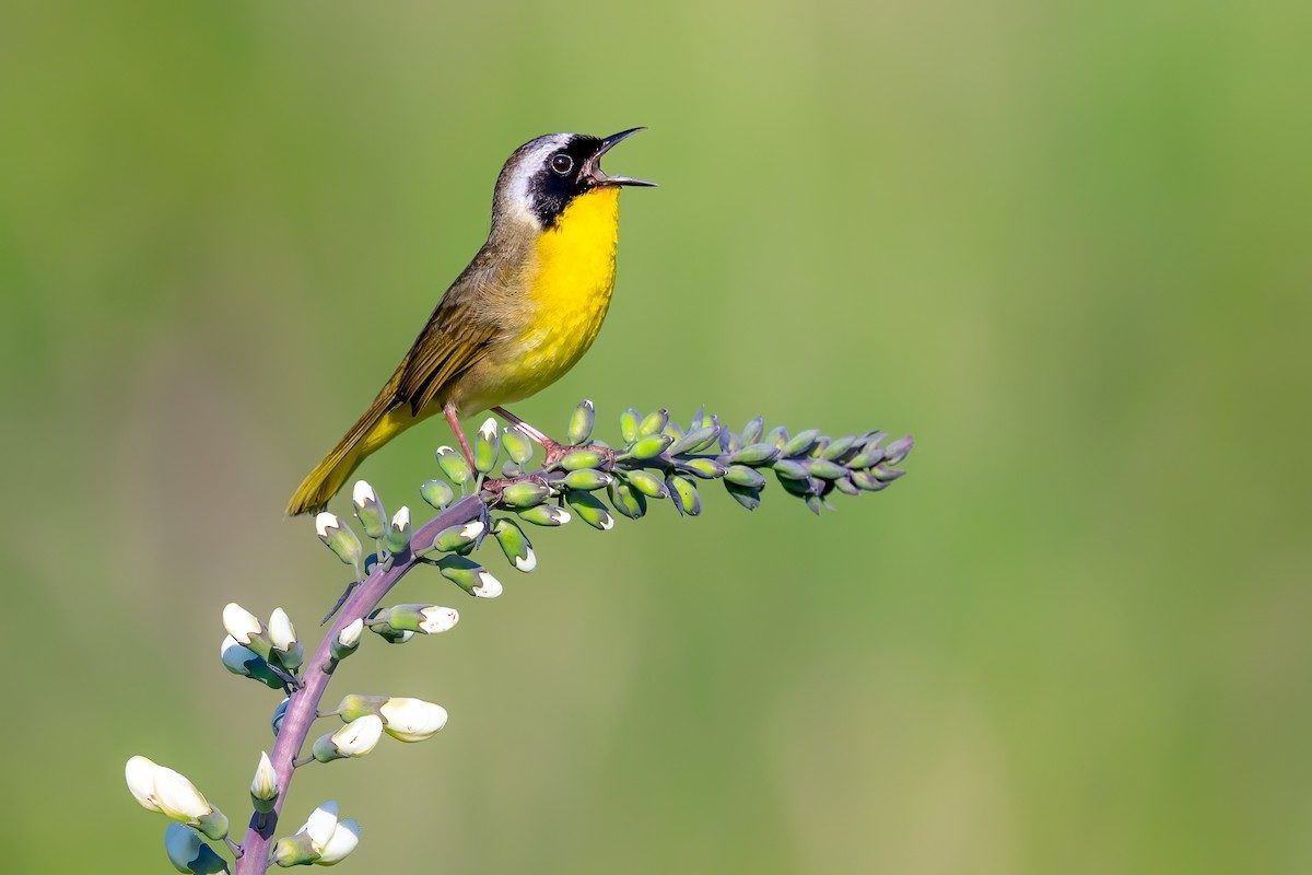 Common Yellowthroat singing