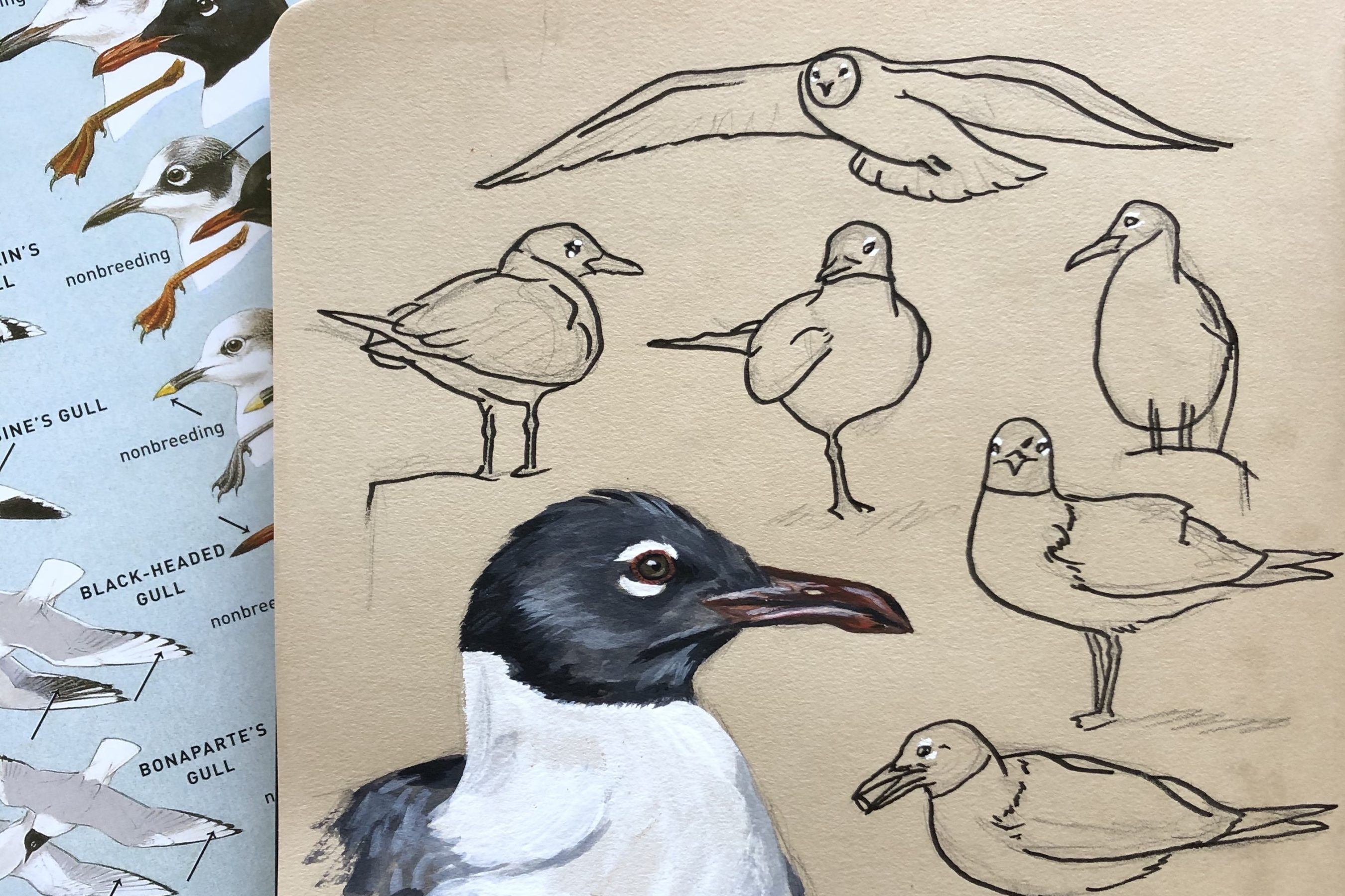 Sketchbook of drawings and painting of Laughing Gulls