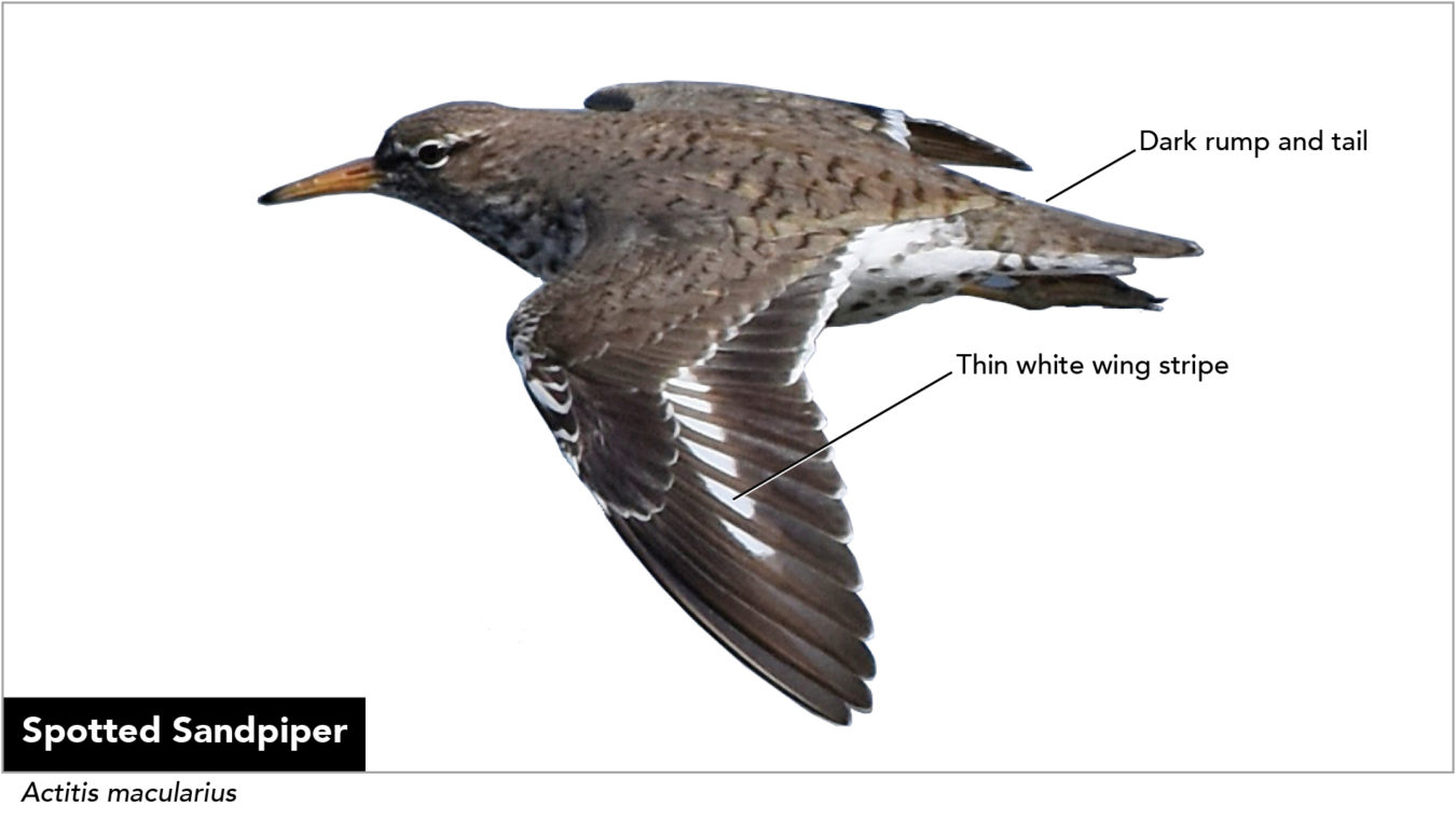 Diagram of flying shorebird Spotted Sandpiper with labels point out key features: thin white wingstripe; dark rump and tail