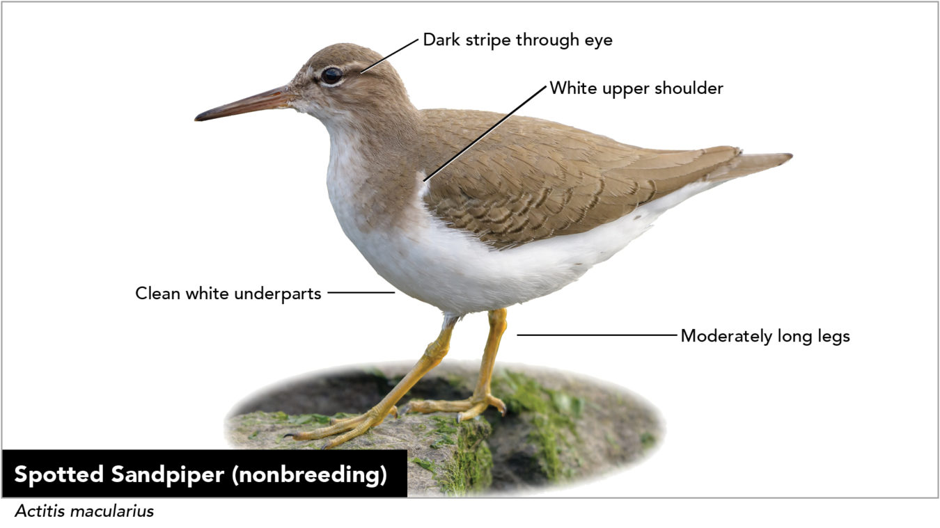 Diagram of standing shorebird Spotted Sandpiper with labels pointing out key features: moderately long legs; white upper shoulder; dark stripe through eye; clean white underparts