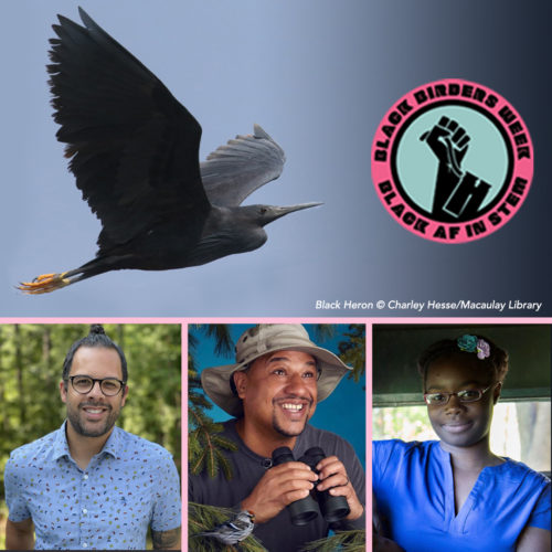Black Heron in flight and images of panelists