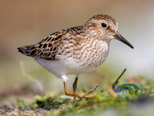 Sandpiper ID Quiz | Bird Academy • The Cornell Lab