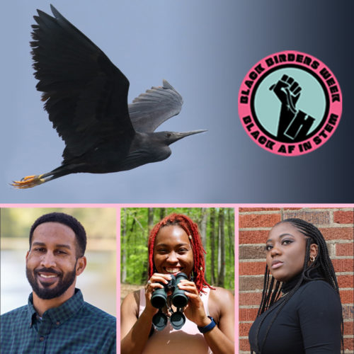 Top: Black Heron in flight, Bottom: Panelist photos