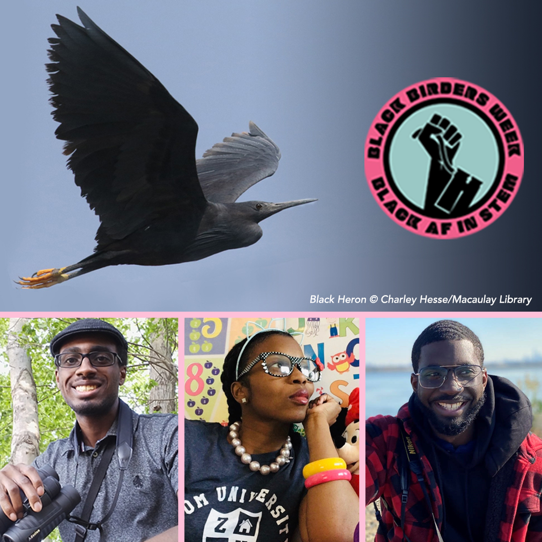 Black Heron in flight, images of panelists