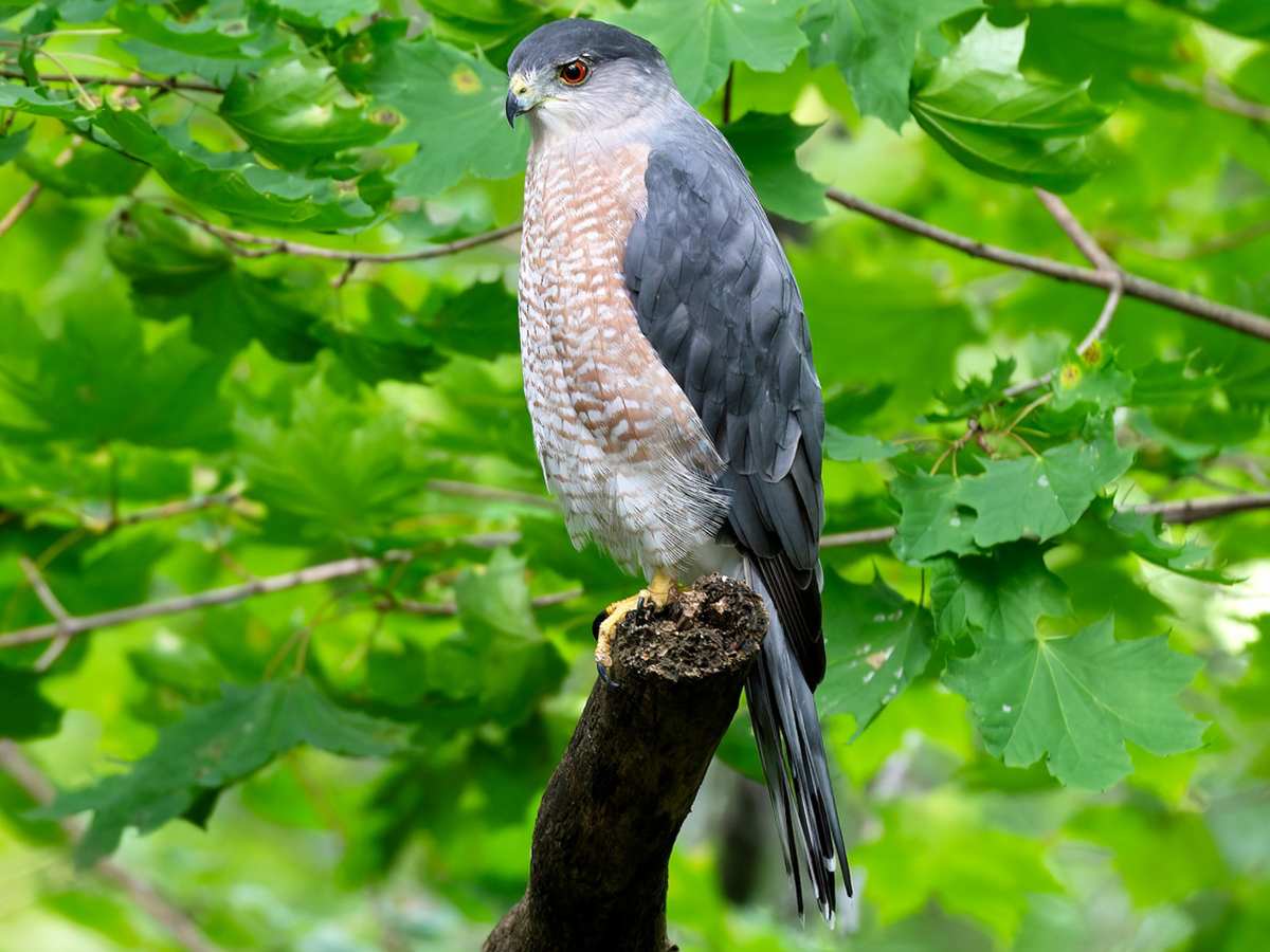A Cooper's Hawk perches on a branch