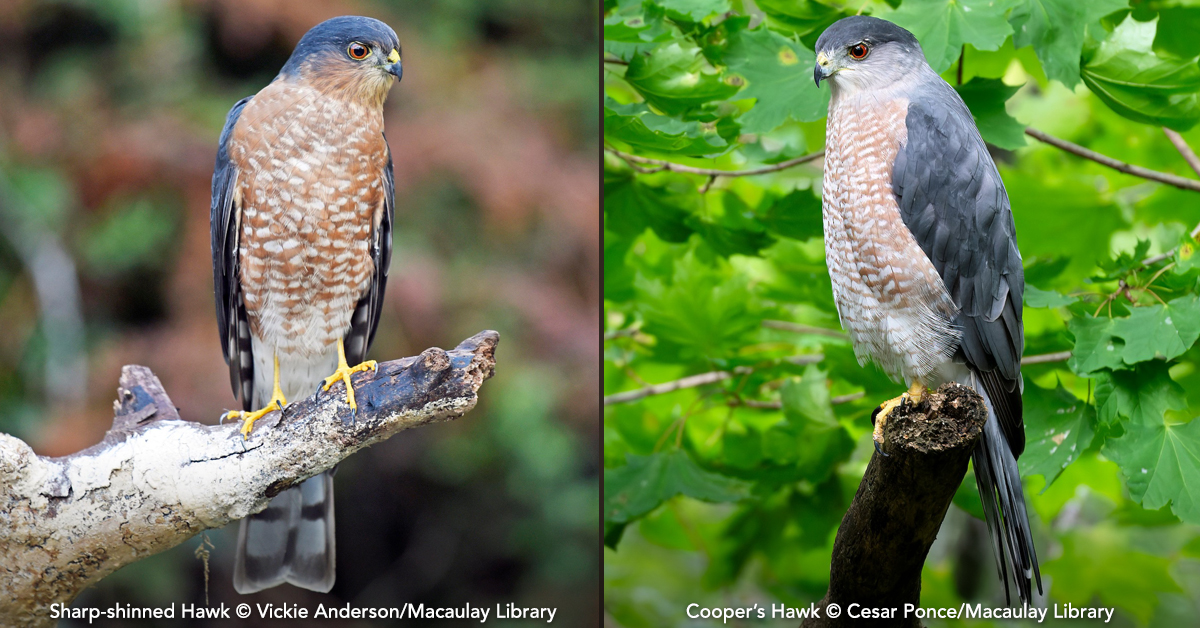 predator vs prey sharp shinned hawks