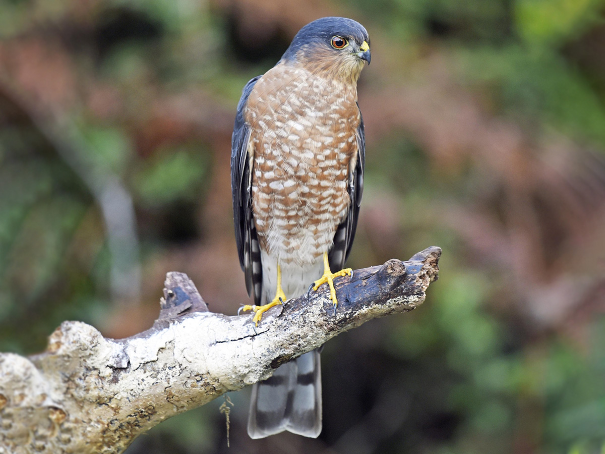 A Sharp-shinned Hawk perches on a branch.