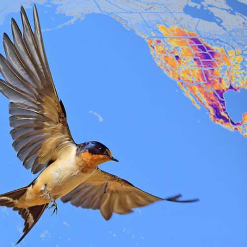 Barn Swallow in flight over map of their migration route.