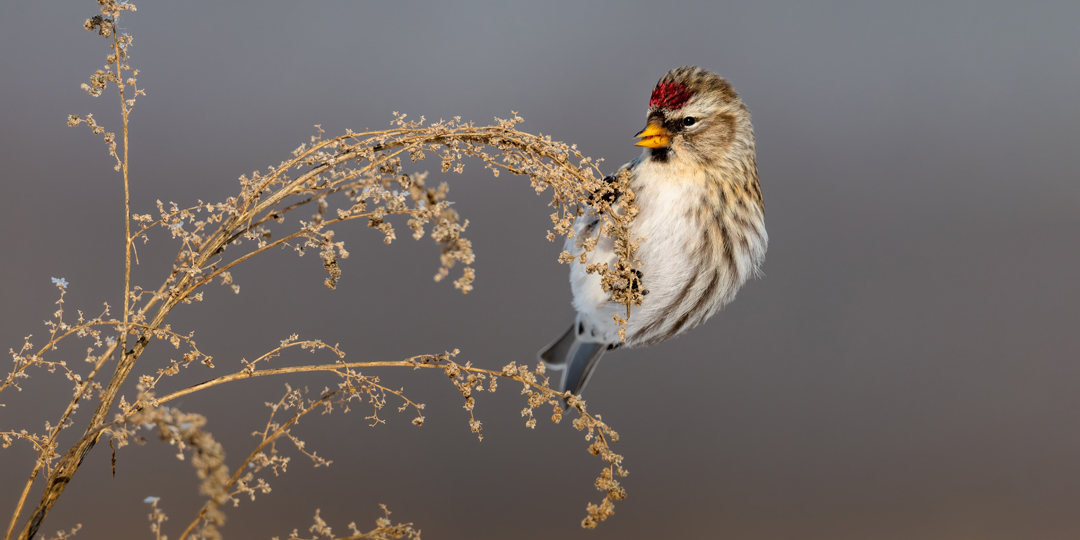 Common Redpoll perched on dried plant.
