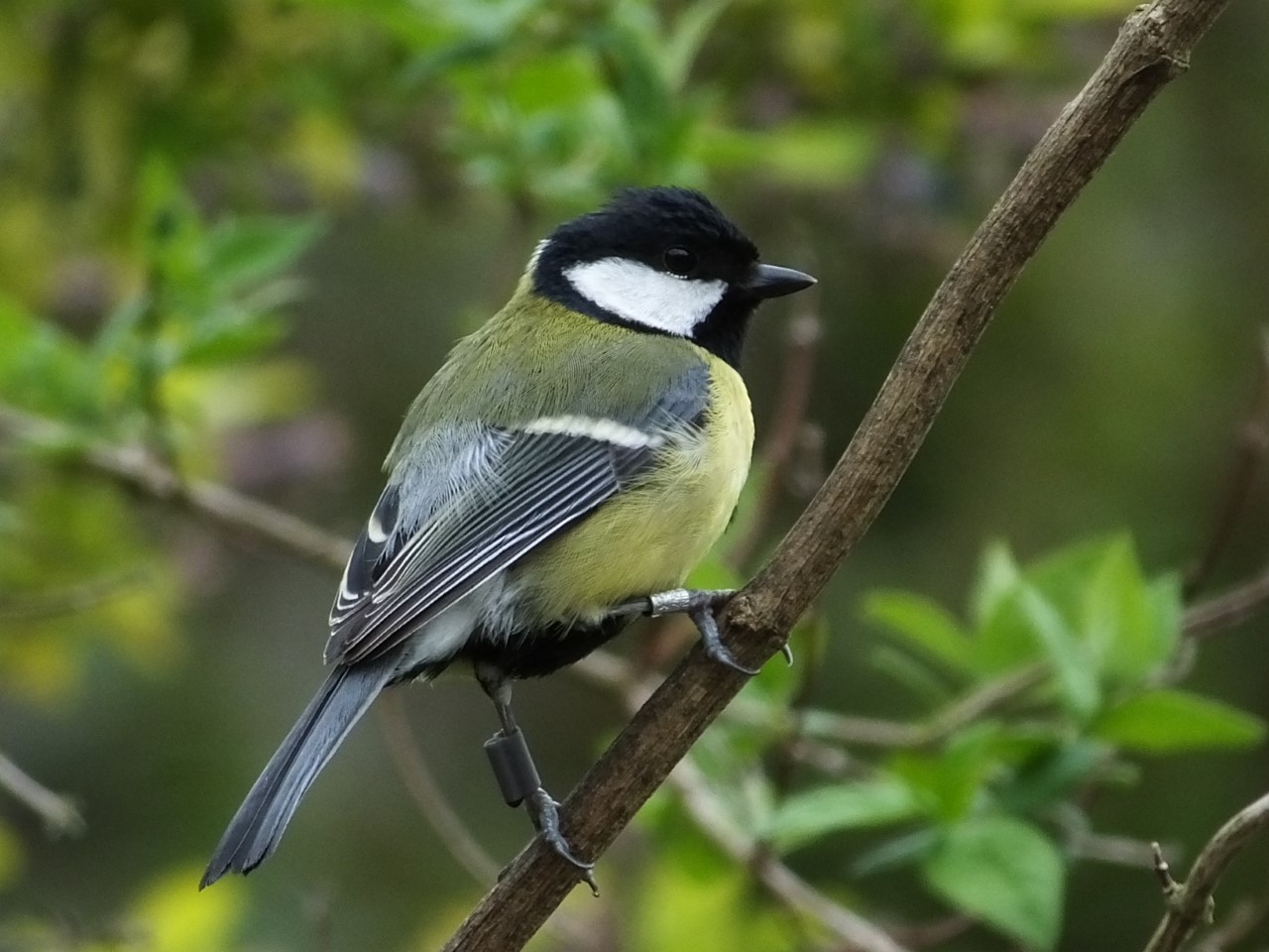 Great Tit perched on branch
