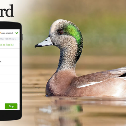 Left - image of eBird mobile app; right image of American Wigeon swimming