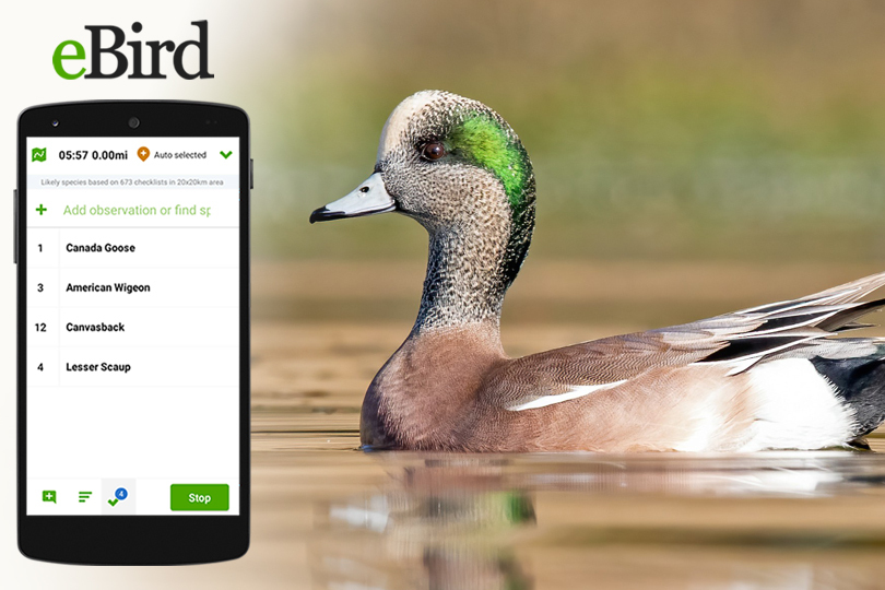 Left - image of eBird mobile app; right image of American Wigeon swimming