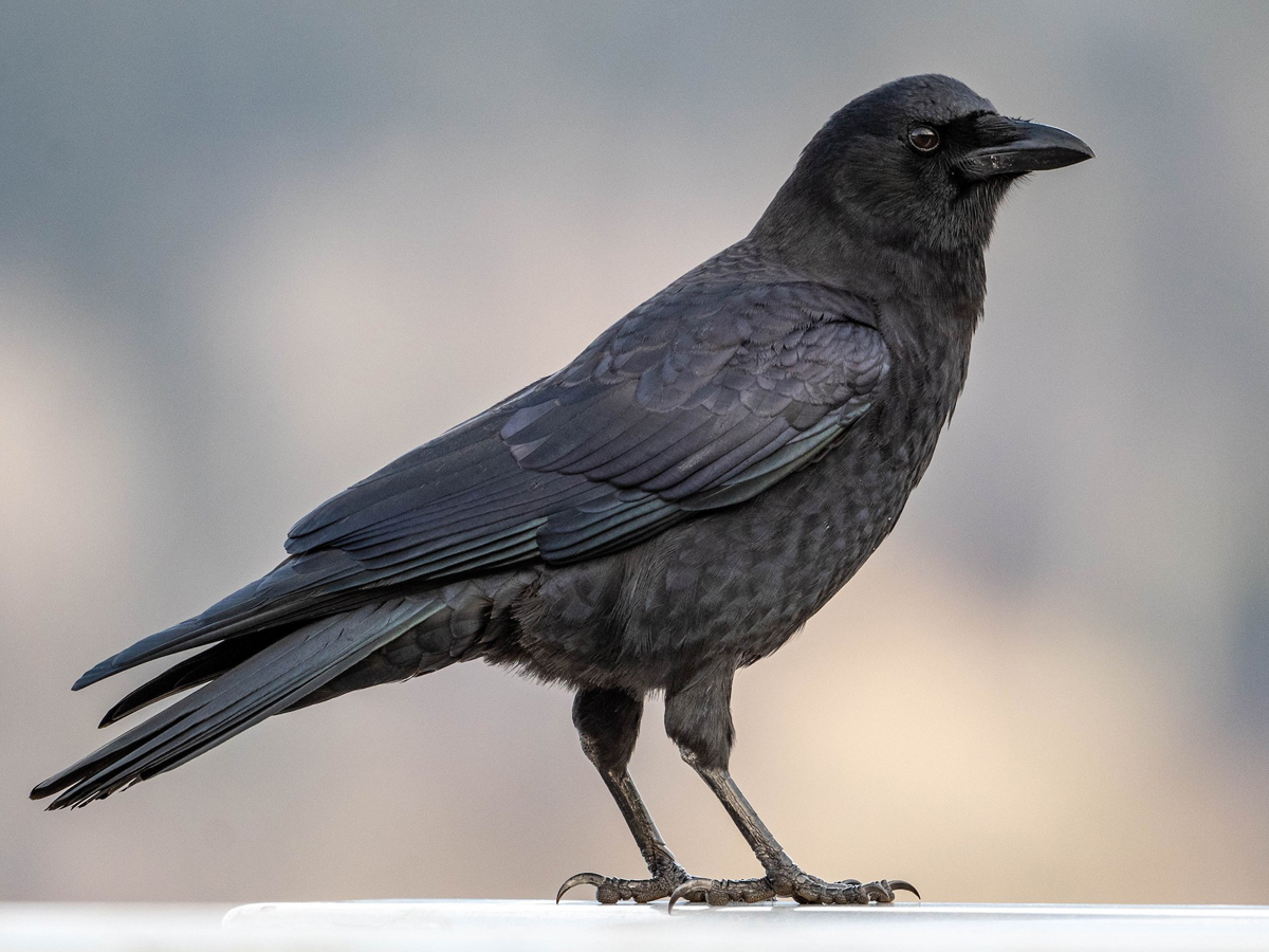 An all black bird stands on cement