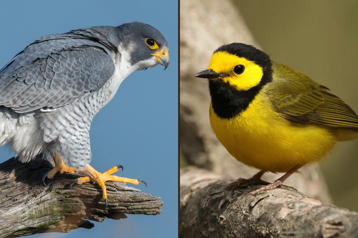 grid with Peregrin falcon and Wilson warbler