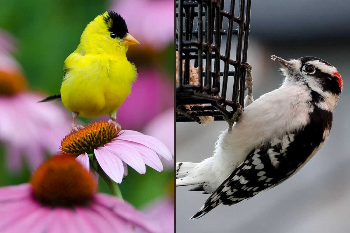 Attracting Birds  Celebrate Urban Birds