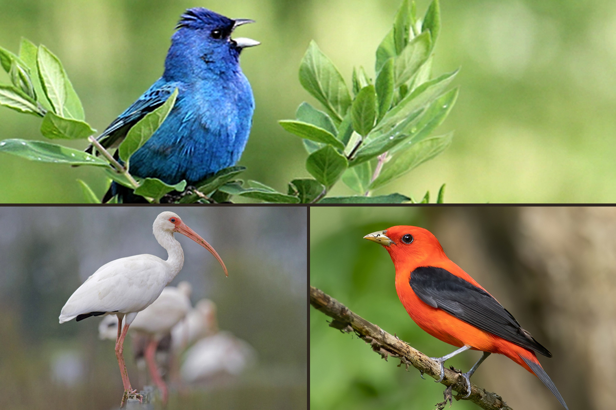 Grid with Indigo Bunting, White Ibis, and Scarlet Tanager