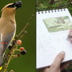 grid with Bohemian waxwing and close-up of a drawing