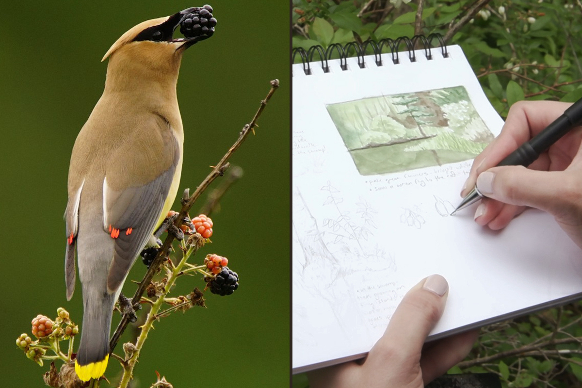 grid with Bohemian waxwing and close-up of a drawing