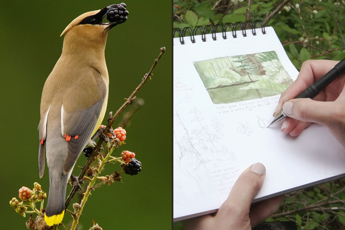 Get Your Birdsong On - Mindful Methods For Life