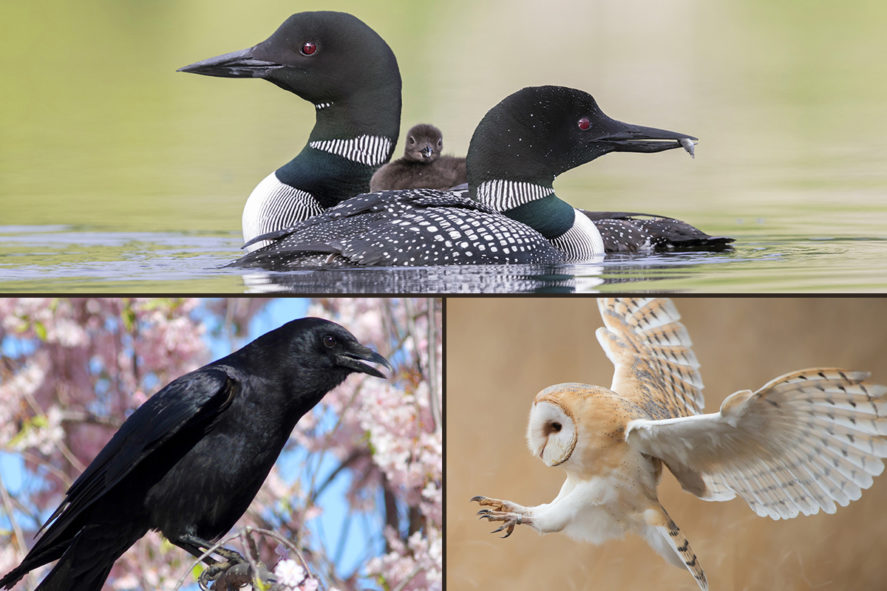 Learn More About Birds and Nature with These Courses | Bird Academy ...