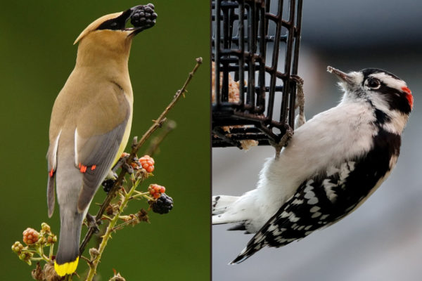 Nature curiosity: How do birds learn to fly?