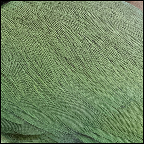 close-up detail of green feathers