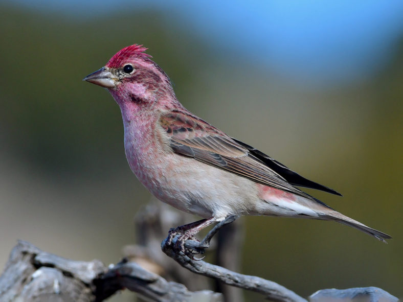 House Finches, Purple Finches, and Cassin's Finches | Bird Academy ...