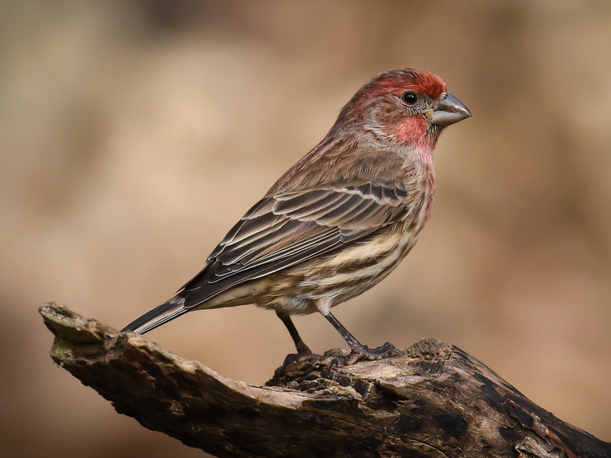 A bird with streaky sides and a red brow and throat perches on a log.