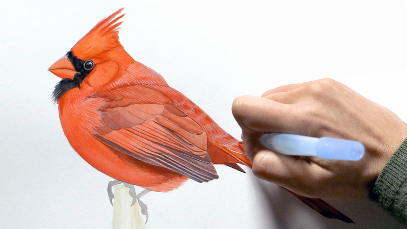painting of a Northern Cardinal and hand holding brush