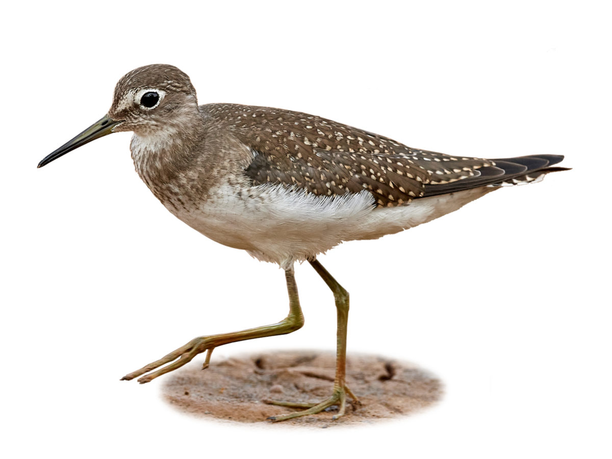 Photograph of a walking Solitary Sandpiper, with a gray medium-length bill, longish, dull yellow legs, white belly with a brown breast, striking white spectacles on a brown head, and brown wings and back speckled with white.
