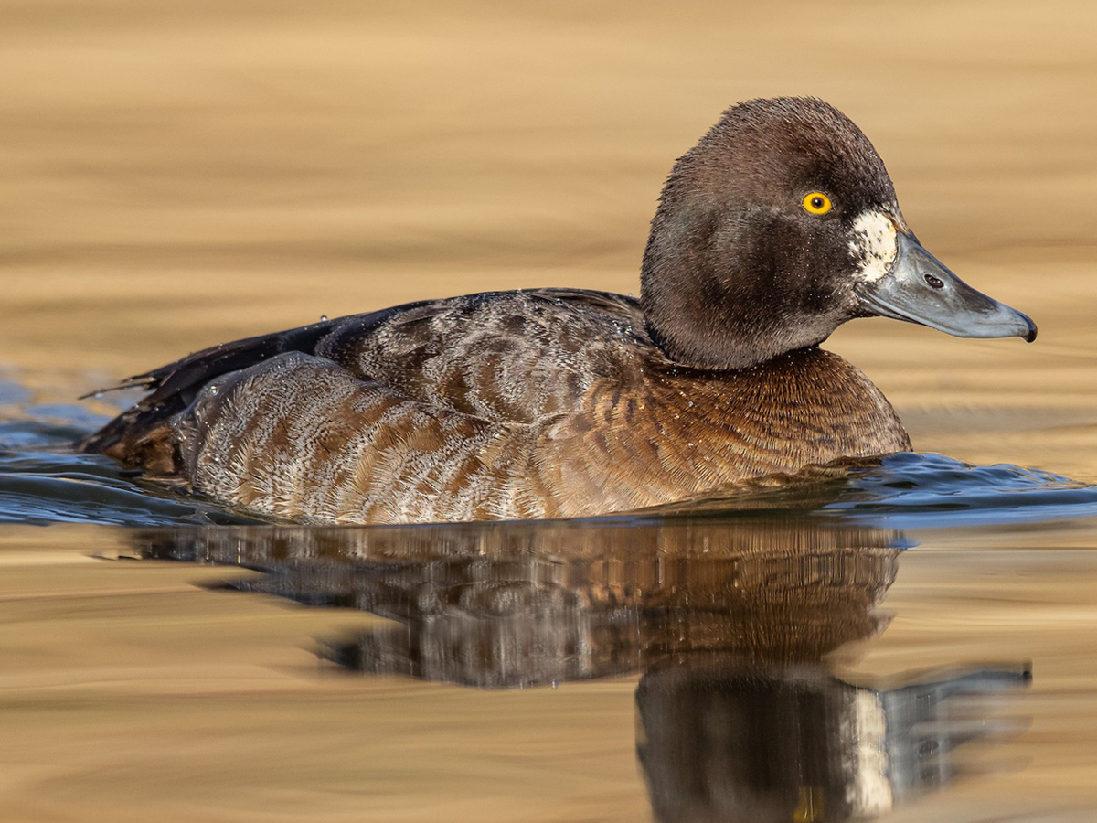A female Lesser Scaup floats on the water
