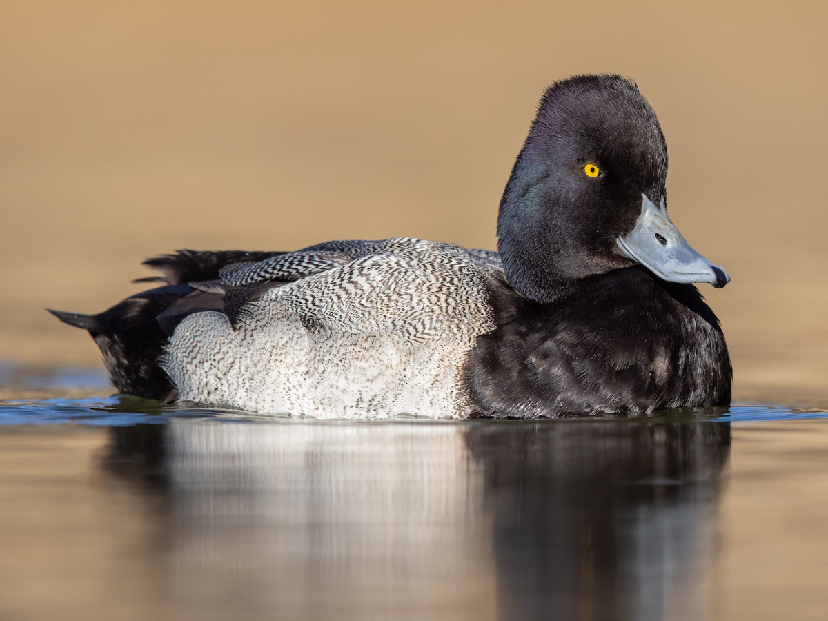 A male Lesser Scaup floats on the water