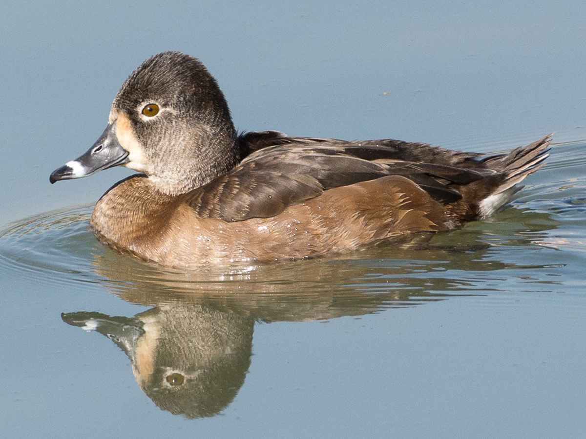 A female Ring-necked Duck floats on the water.