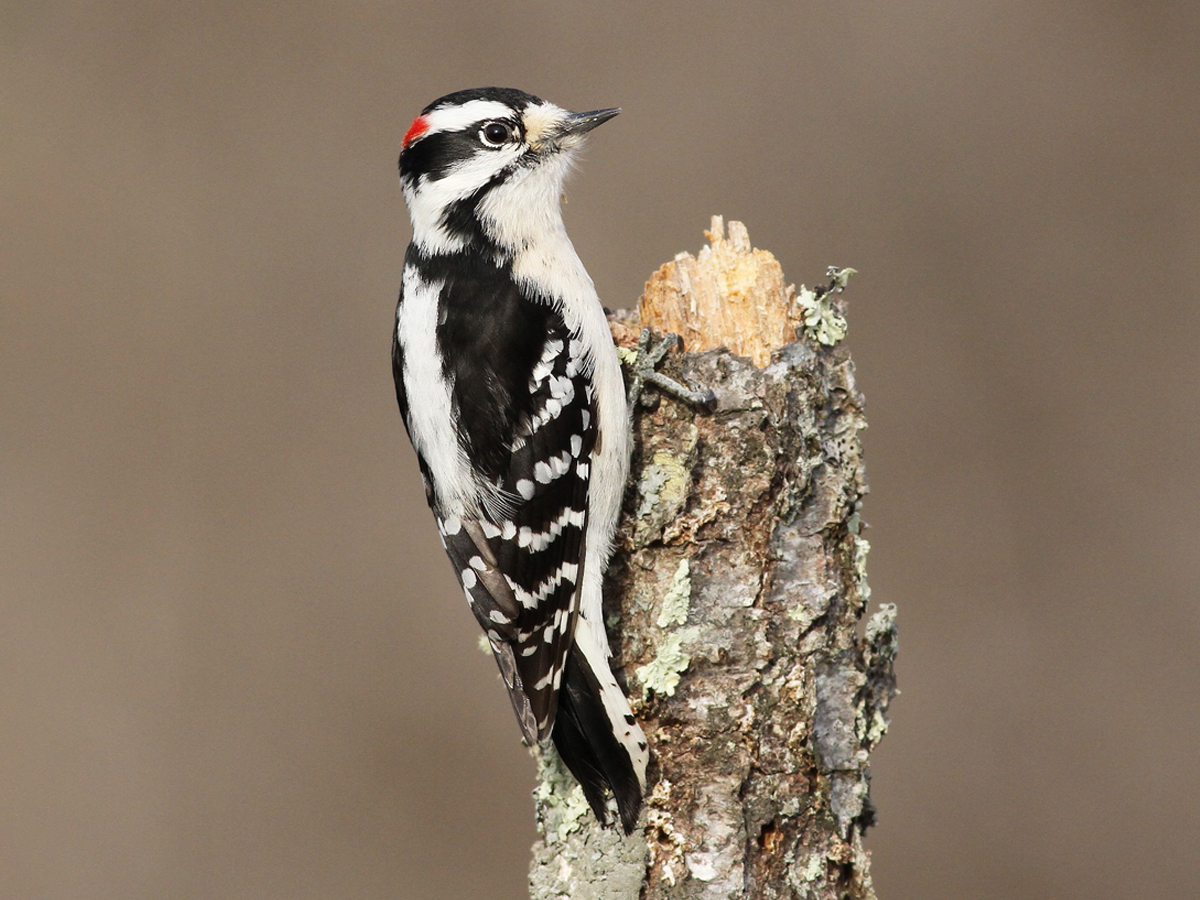 A small, black and white woodpecker with a red patch at the back of its head clings to the side of a tree stump.