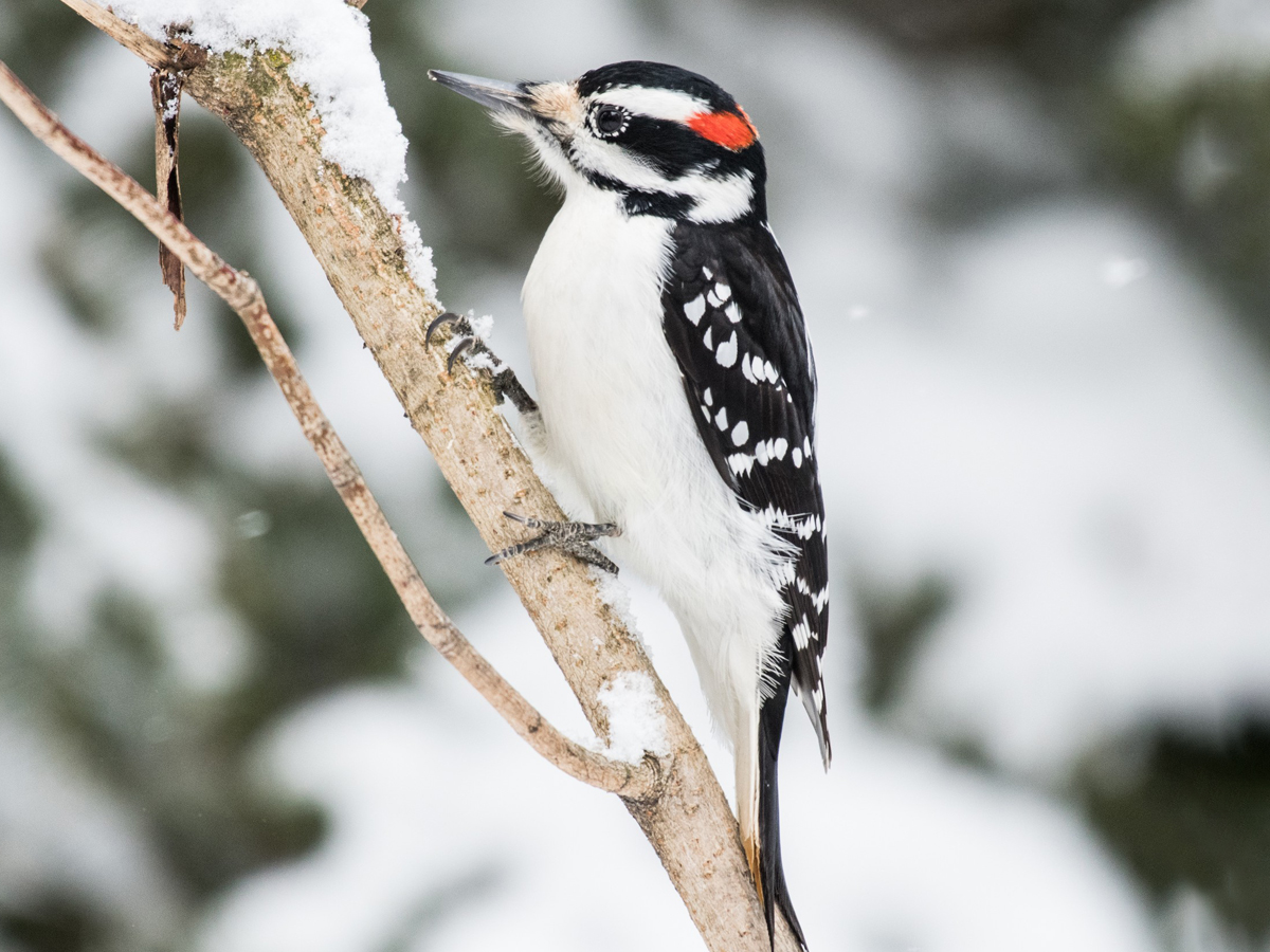 A black and white woodpecker with a red patch at the back of its head perches on a branch.