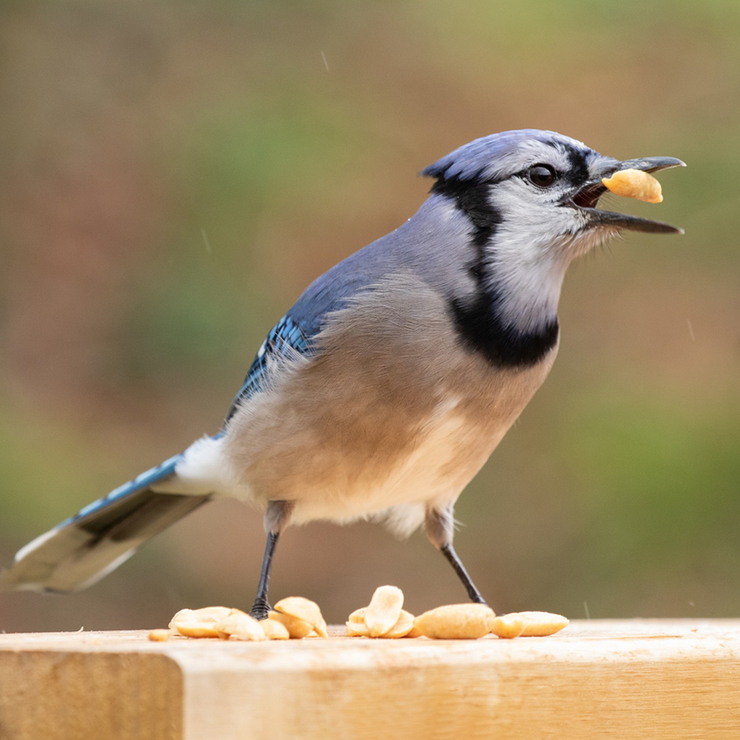 Blue Jay eating a peanut