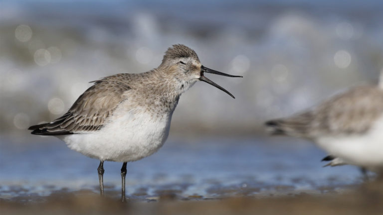 Photo of a shorebird on the beach, a Dunlin, will bill open and eyes closed