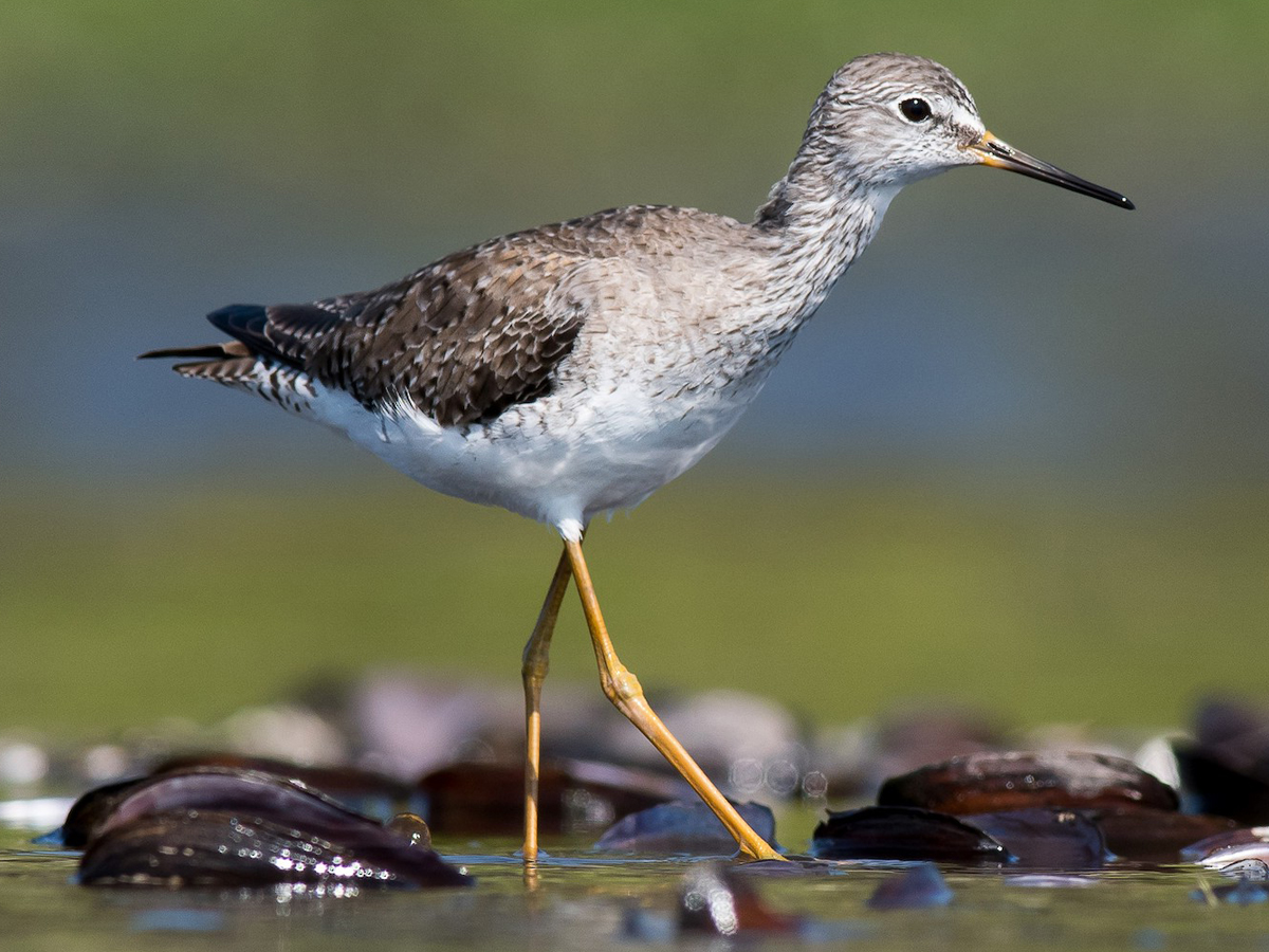 A bird with a long, straight beak and yellow legs stands in the water.