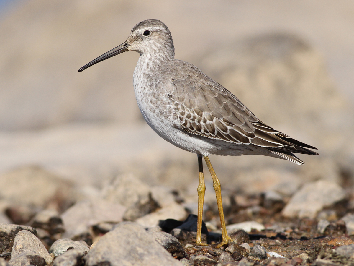 A bird with a thick body, slightly drooping, long beak and long, yellowish legs stands on the rocks.