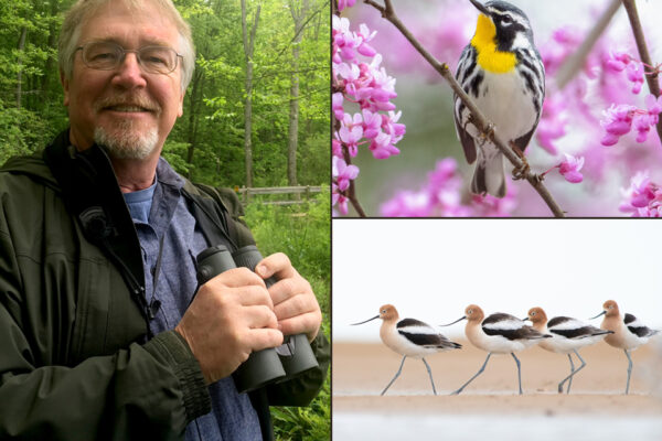 Photo collage with image of Kevin McGowan, warbler on flower branch, and shorebirds on the sand
