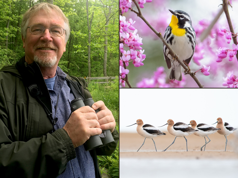Photo collage with image of Kevin McGowan, warbler on flower branch, and shorebirds on the sand