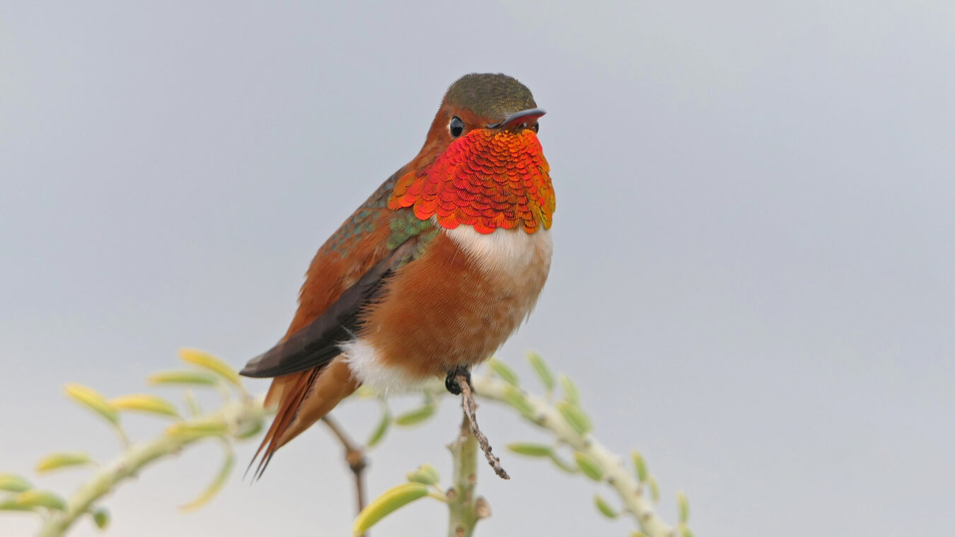 small bird with long bill and head turned to the front and flashing its colorful orange gorget