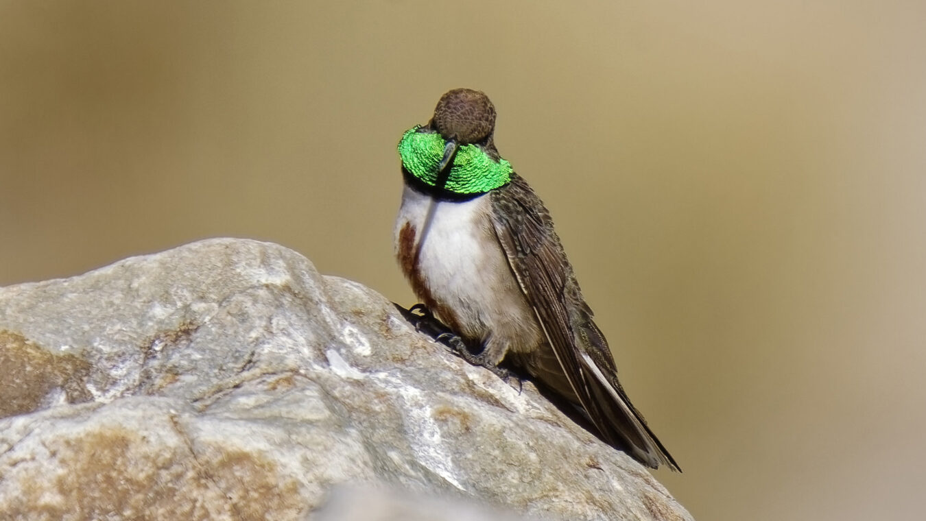 small bird with long bill and head turned to the front and flashing its colorful green gorget
