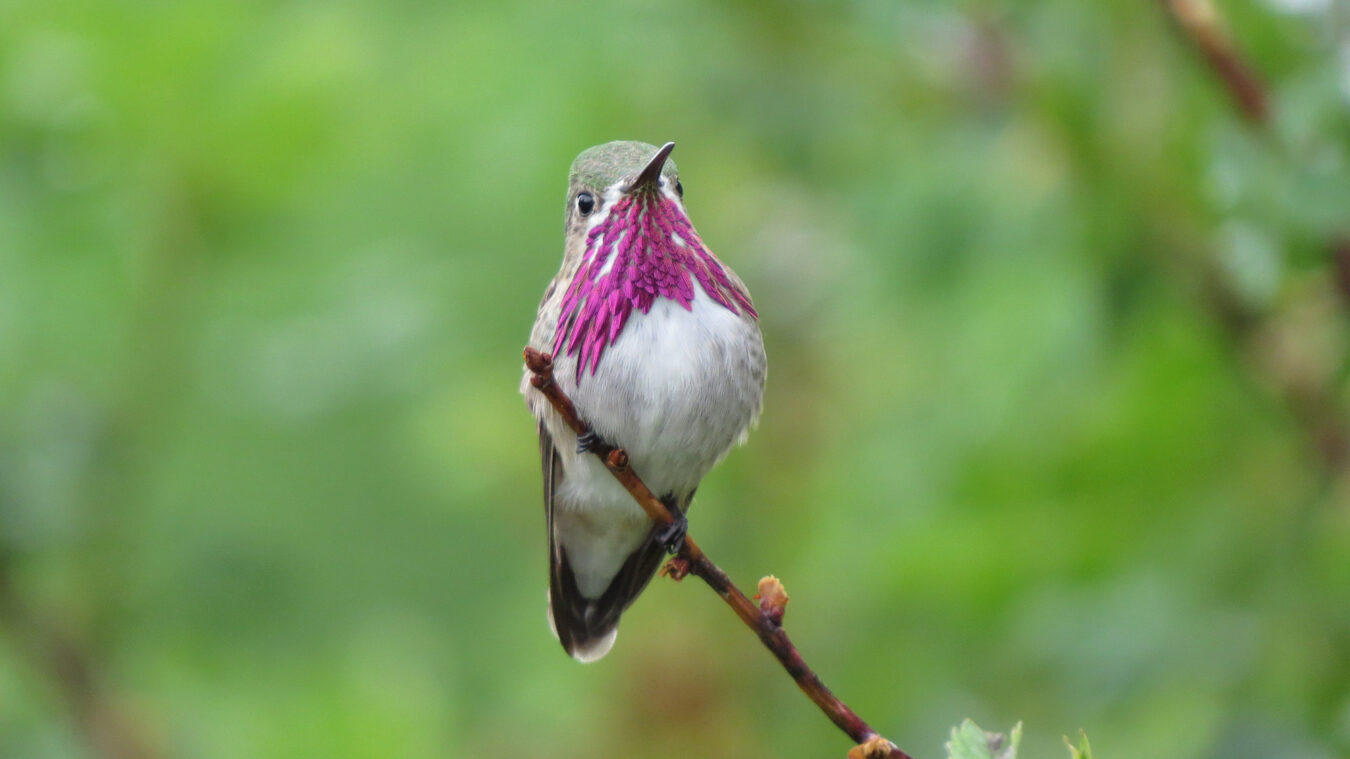 small bird with long bill and head turned to the front and flashing its colorful fushia gorget
