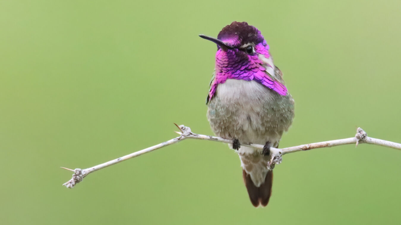 small bird with long bill and head turned to the front and flashing its colorful violet gorget