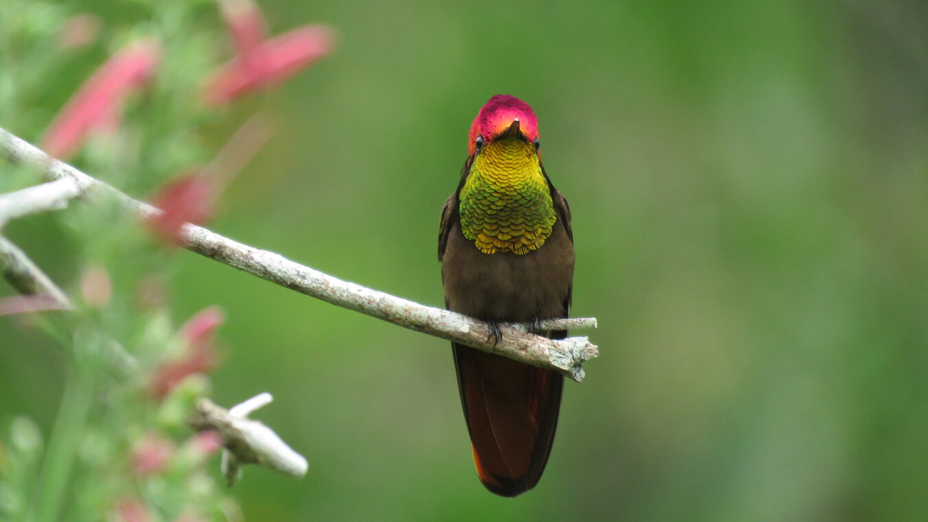 small bird with long bill and head turned to the front and flashing its colorful amber-green gorget and rose head
