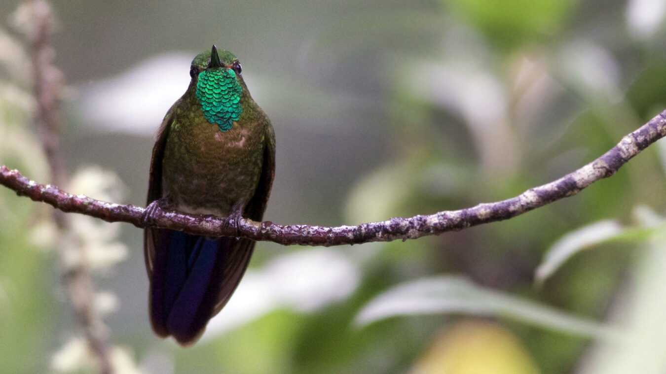 small bird with long bill and head turned to the front and flashing its colorful green gorget