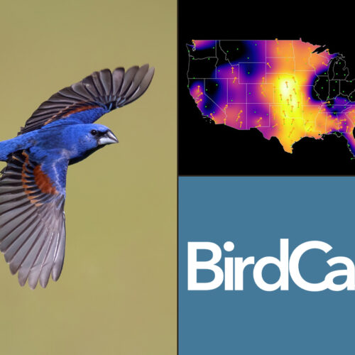 Blue Grosbeak in flight and images of migration forecast map
