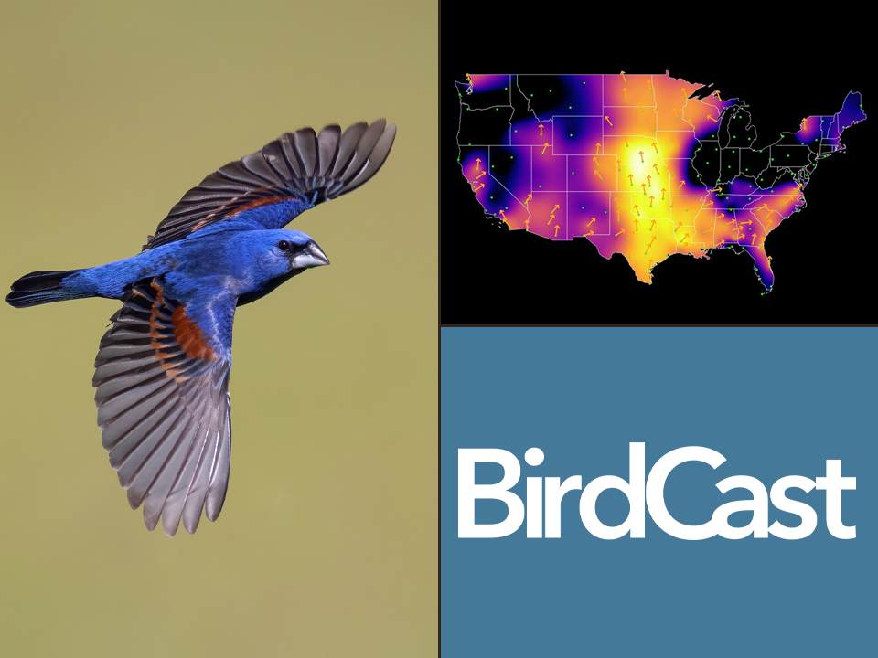 Blue Grosbeak in flight and images of migration forecast map