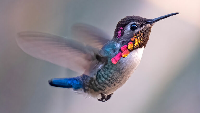 Small flying bird with long pointed bill, blue tail, white belly, and sparkly fuschia and orange throat
